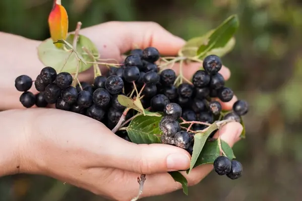Reife Aroniabeeren in der Hand