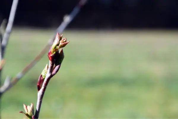 Erste Triebe an der Aronia
