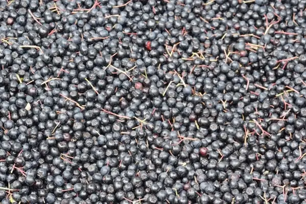 Reife geerntete Aroniabeeren