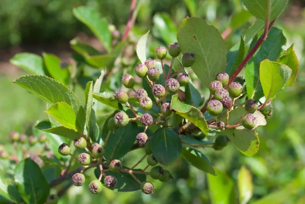 Die Beeren wachsen heran