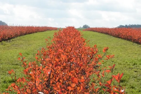 Rotes Laub auf der Aronia Alm